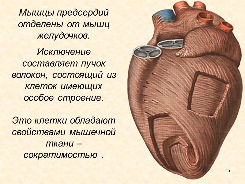 23 Мышцы предсердий отделены от мышц желудочков.  Исключение составляет пучок волокон, состоящий из